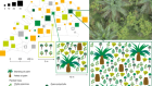 Tree islands enhance biodiversity and functioning in oil palm landscapes