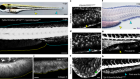 A median fin derived from the lateral plate mesoderm and the origin of paired fins
