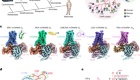 Structural basis of amine odorant perception by a mammal olfactory receptor