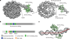 Histone modifications regulate pioneer transcription factor cooperativity