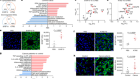 Tumour extracellular vesicles and particles induce liver metabolic dysfunction