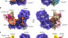 Structural basis for FGF hormone signalling