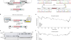 Continuous synthesis of E. coli genome sections and Mb-scale human DNA assembly