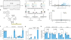 丙型肝炎病毒RNA 5′顶部覆黄素腺嘌呤二核苷酸