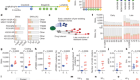 Therapy-induced APOBEC3A drives evolution of persistent cancer cells