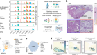 Spatially resolved multiomics of human cardiac niches