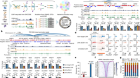 Complementary Alu sequences mediate enhancer–promoter selectivity