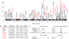 Nuclear genetic control of mtDNA copy number and heteroplasmy in humans