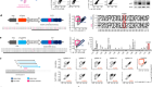 Epitope editing enables targeted immunotherapy of acute myeloid leukaemia