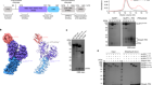 Structural basis for thioredoxin-mediated suppression of NLRP1 inflammasome