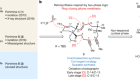 Synthesis of portimines reveals the basis of their anti-cancer activity