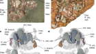 The oldest three-dimensionally preserved vertebrate neurocranium