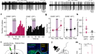 Neural circuitry for maternal oxytocin release induced by infant cries