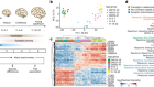 A cross-species proteomic map reveals neoteny of human synapse development