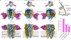 Cryo-EM structures reveal native GABAA receptor assemblies and pharmacology