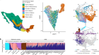 Mexican Biobank advances population and medical genomics of diverse ancestries