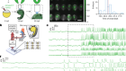 A bioelectrical phase transition patterns the first vertebrate heartbeats