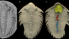 Uniquely preserved gut contents illuminate trilobite palaeophysiology