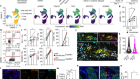 The β1-adrenergic receptor links sympathetic nerves to T cell exhaustion