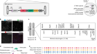 Transcriptional linkage analysis with in vivo AAV-Perturb-seq
