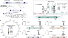 Transposon-encoded nucleases use guide RNAs to promote their selfish spread