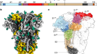 Sialoglycan binding triggers spike opening in a human coronavirus