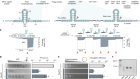 Bacteriophages suppress CRISPR–Cas immunity using RNA-based anti-CRISPRs