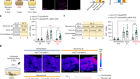 Cholinergic neurons trigger epithelial Ca2+ currents to heal the gut