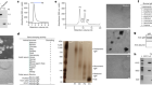 Leishmania genetic exchange is mediated by IgM natural antibodies