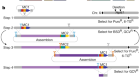Mouse genome rewriting and tailoring of three important disease loci