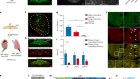 Vagal sensory neurons mediate the Bezold–Jarisch reflex and induce syncope