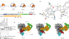Structural insights into intron catalysis and dynamics during splicing