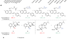 Porin-independent accumulation in Pseudomonas enables antibiotic discovery