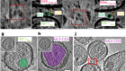 HIV-1 Env trimers asymmetrically engage CD4 receptors in membranes