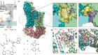 A new antibiotic traps lipopolysaccharide in its intermembrane transporter