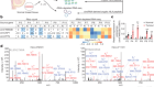 Tumour circular RNAs elicit anti-tumour immunity by encoding cryptic peptides