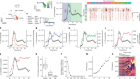 RNA-mediated symmetry breaking enables singular olfactory receptor choice