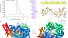 Structures of the promoter-bound respiratory syncytial virus polymerase