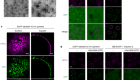 HIV-1 capsids enter the FG phase of nuclear pores like a transport receptor