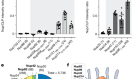 The HIV capsid mimics karyopherin engagement of FG-nucleoporins