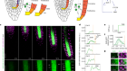 SHR and SCR coordinate root patterning and growth early in the cell cycle
