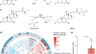 Bile salt hydrolase catalyses formation of amine-conjugated bile acids