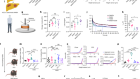 Matrix viscoelasticity promotes liver cancer progression in the pre-cirrhotic liver