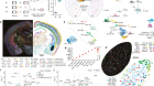Spatial transcriptomics reveal neuron–astrocyte synergy in long-term memory