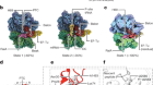 A new family of bacterial ribosome hibernation factors