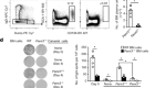 Bone marrow plasma cells require P2RX4 to sense extracellular ATP