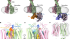 Allosteric modulation and G-protein selectivity of the Ca2+-sensing receptor