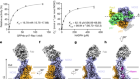 Structure of human phagocyte NADPH oxidase in the activated state