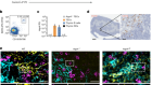 B cells orchestrate tolerance to the neuromyelitis optica autoantigen AQP4