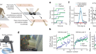 Visuo-frontal interactions during social learning in freely moving macaques